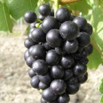 Winogrono odmiany Agni - winnica w Pernej