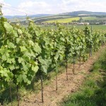Winnice w Blatničce, na horyzoncie Biale Karpaty
