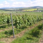 Winnice w Blatničce-na tle Biale Karpaty