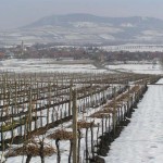 Zimowe winnice w Dolnych Dunajovicach