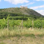 Winnice - Wzgórza Palavskie