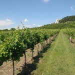 Winnice w Pernej na zboczach Wzgórz Palawskich