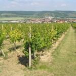 Winnice nad Kobylí - subregion velkopavlovicki